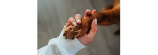 The Science Behind the Bond Between Pets and Humans