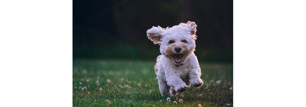 The Essential Pet Products to Keep Your Companion Active and Healthy