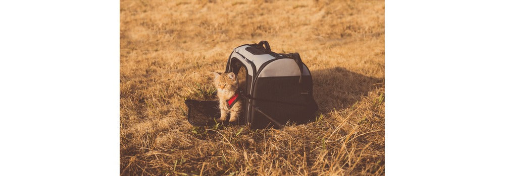 The Wonders of Travel-Friendly Pet Accessories